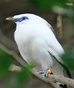 Ein fast gänzlich weiß gefiederter Vogel sitzt auf einem Ast. Die ungefiederte Gesichtshaut ist am Auge zu sehen und blau.